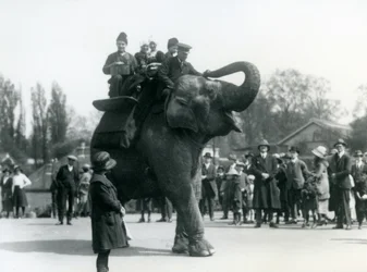 Visiteurs arméniens chevauchant Indiarani, observés par des foules de spectateurs, Zoo de Londres, mai 1923
